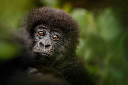 Untraveled Africa Uganda Mountain Gorillas