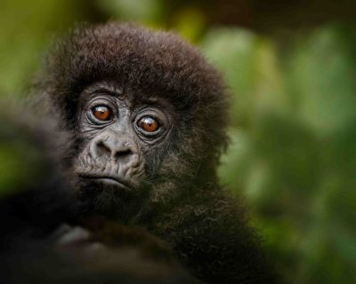 Uganda Mountain Gorillas Untraveled Africa Uganda Mountain Gorillas