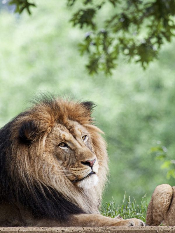 African Lion (2011) by Mehgan Murphy. Original from Smithsonian's National Zoo. Digitally enhanced by rawpixel.