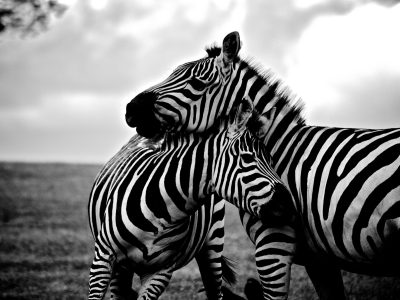 Free zebra image, public domain animal CC0 photo. Free zebra image, public domain animal CC0 photo.